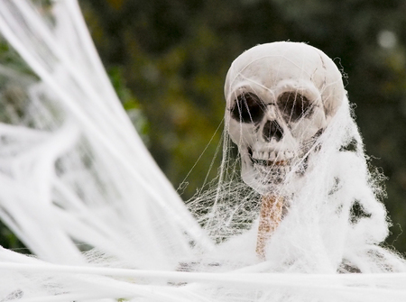 A spooky plastic skeleton being covered in fake spiderweb for Halloweed decorations.の写真素材