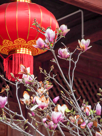 Pink magnolia blossoms in front of a red and gold Chinese lantern in celebration of the Lunar New Year in Dali China.の写真素材