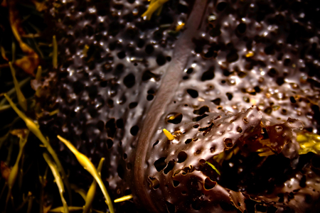 Closeup photo of reddish colored seaweed with holes in it along Maine coast.