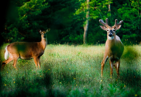 Young deer in a green meadow in Acadia National Park near Bar Harbor, Maine.の写真素材