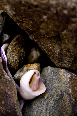 Detail of seashells and rocks on the coast of Maine during low tide.