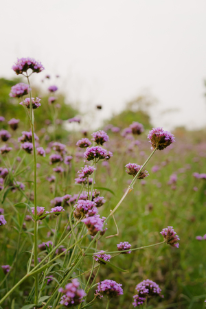The beauty of tropical purple flowers. backgroundの写真素材