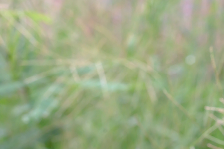 Natural background and texture with blur focusの写真素材