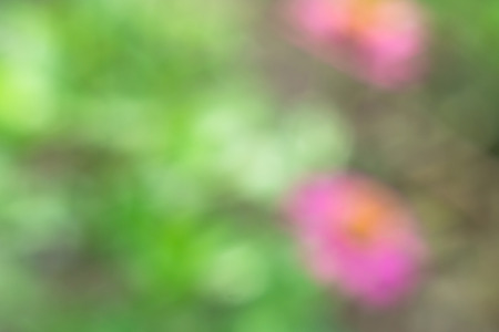 Abstract background and texture of flower. Blur vision and grain processedの写真素材