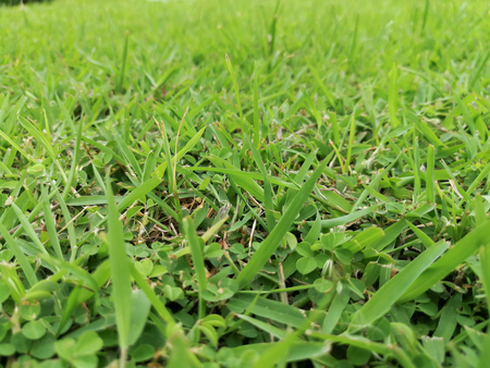 Abstract and texture of green grass with blurred backgroundの写真素材