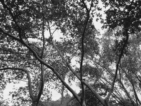 Branches of trees look to the sky through trees. In the corner of the picture black and white.