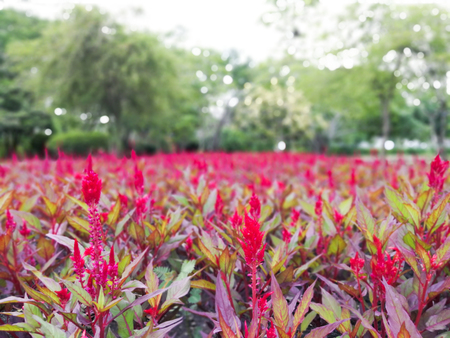 Red flowers on blurred and bokeh background with copy space at garden parkの写真素材