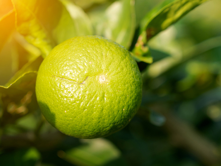 Close up green lime on trunk sunray effect in the morning. Lemon is rich in flavonoids. Helps to reduce inflammation. And to control blood pressure. Help inhibit the spread of germs. Cancer prevention at the beginning.の写真素材