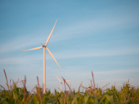 wind turbine in corn field with blue sky and copy space