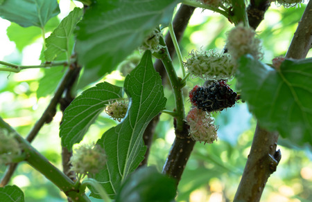 Close up mulberry fruits on the green branches and trunk with blurred background and foreground.の写真素材