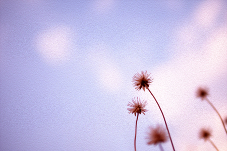 Dry flowers grass on purple background with made paint filterの写真素材