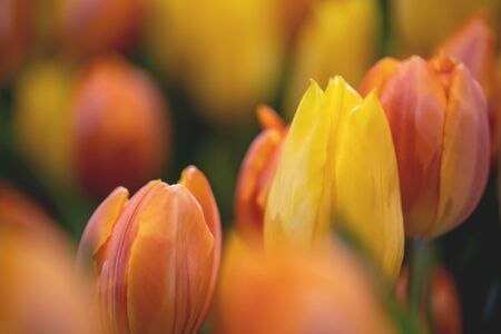 Close-up yellow and orange tulips with freshness in the garden. Beautiful blooming flowers in the...