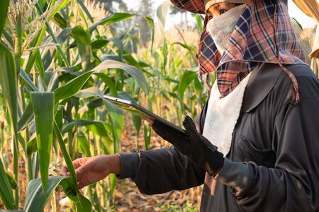 Farmer looking growth and using technology to help record agricultural data in corn farm with...