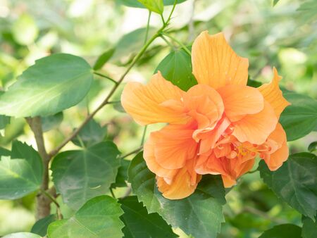 Orange shoe flower or Chinese Rose and green leafs with sunlight. Hibicus hybrid popular planting decorate the garden by the fence or the aisle.の写真素材