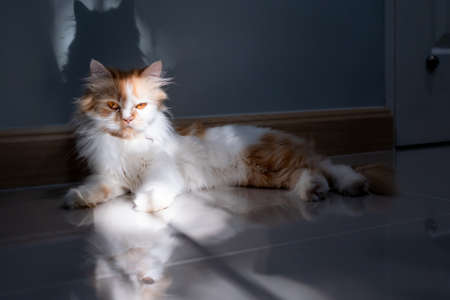 Cute Persian cat 3 colors lying on the floor