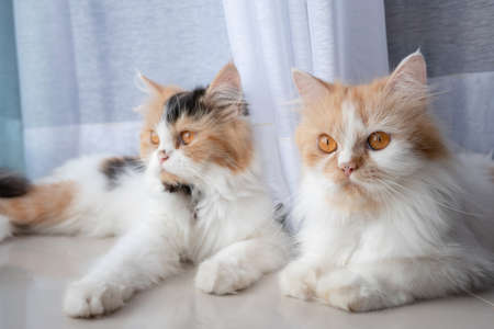Cute Persian cat 3 colors lying on the floor