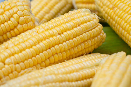 Group sweet corn and water drop on the table. Full frame of freshness maize. Peeled raw corn is grain useful, ready to cook.の写真素材
