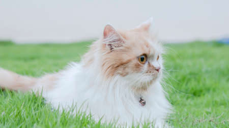Close-up a Persian cat is staring in the lawn.の写真素材