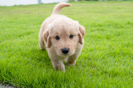 The Golden Retriever dog walking on the grass in the yard and looking forward.の写真素材