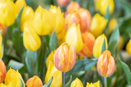 Colorful tulips and green leaves with freshness in the garden. Beautiful blooming flowers in the park. Select focus shallow depth of field.の写真素材