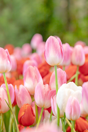 Colorful tulips and green leaves in the garden with freshness. Beautiful blooming flowers in the park. Select focus shallow depth of field.の写真素材