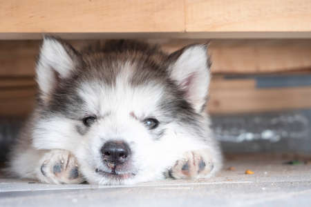 a cute puppy under the table. close-up face of a dogの写真素材