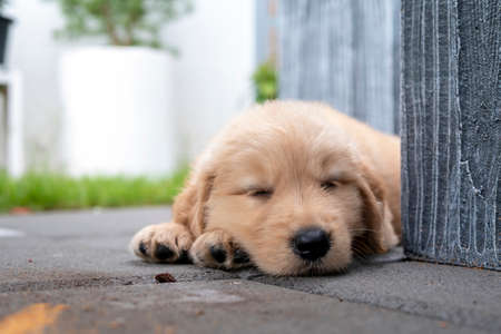 Close-up a Cute puppy Golden Retriever dog sleeping on the floorの写真素材
