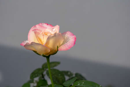Close-up a pink rose on the gray background with sun lay and shadow. Raindrops on petals and leavesの写真素材