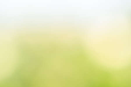 Abstract blurred soft green and yellow with white gradient backgroundの写真素材
