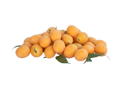 Group Maprang or Plum mangos on the white background with clipping paths. Thai summer Fruit has a sweet and sour taste. (Bouea macrophylla Griff, Anacardiaceae)の写真素材