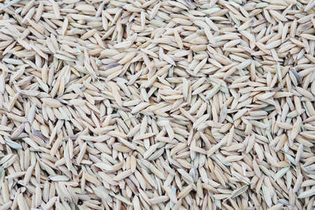 Close up full frame paddy group use for backgroundの写真素材