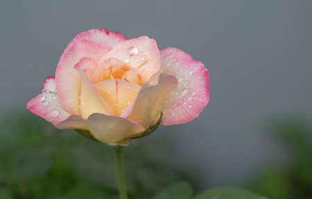 Waterdrops on the rose flower with leaves in the garden. Close-up a beautiful flower with raindrops on the blurred background with copy space.の写真素材