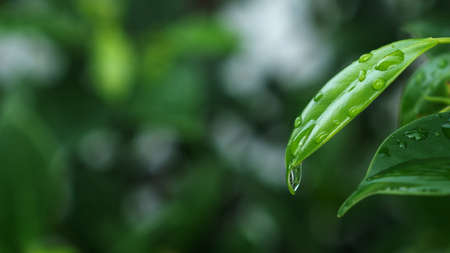 Natural green leaf in the garden. Close-up water drop on the green leaves. Abstract green plant with bokeh. Nature trees in the park used for the backgrounds. Environment ecology and greenery conceptの写真素材