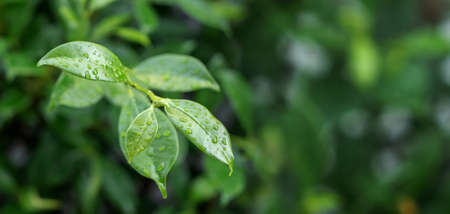 Natural green leaf in the garden. Waterdrop on the green leaves. Abstract green plant with bokeh. Nature trees in the park used for the backgrounds. Environment ecology and greenery concept.の写真素材