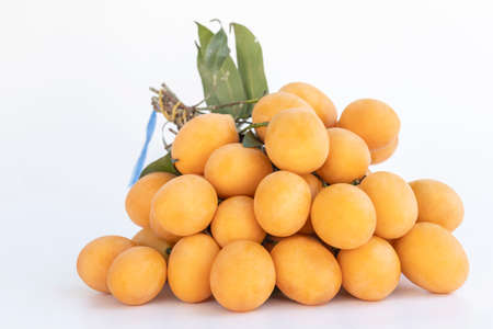 Maprang or plum mangos tied in bunches place on the white background. Thai summer fruit has a sweet and sour taste (Bouea macrophylla Griff, Anacardiaceae).の写真素材
