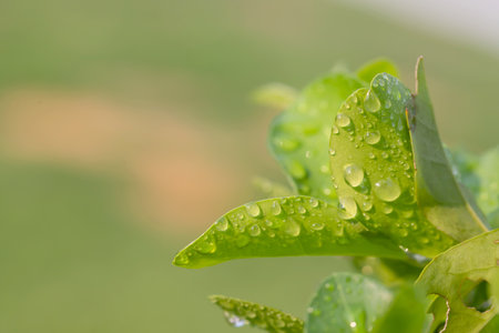 Natural green leaf in the garden. Waterdrop on the green leaves. Abstract green plant with bokeh. Environment ecology and greenery concept.の写真素材