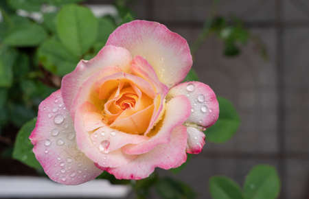 Top view waterdrops on the rose flower with leaves in the garden. Close-up a beautiful flower with raindrops on the blurred background with copy space.の写真素材