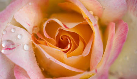 Top view of the rose flower. Close-up a beautiful flower with raindrops for the background.の写真素材