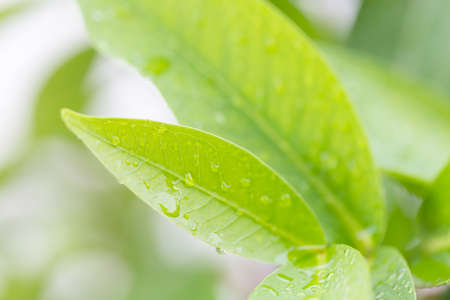 Natural green leaf in the garden. Waterdrops on the green leaves. Abstract green plant with bokeh. Environment ecology and greenery concept.の写真素材