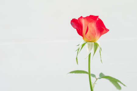 Red rose flower isolated on the white backgroundの写真素材