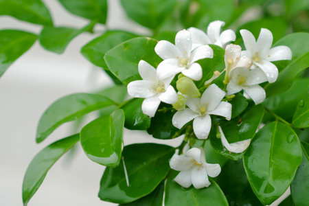 Raindrops on beautiful white orange jasmine(Murraya paniculata) flowers blooming and fragrant.の写真素材