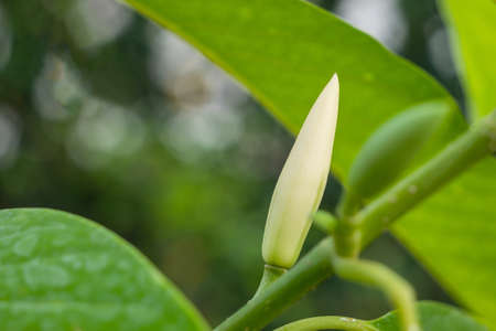 White Champaka, green leaves in the garden with blurred backgroundの写真素材