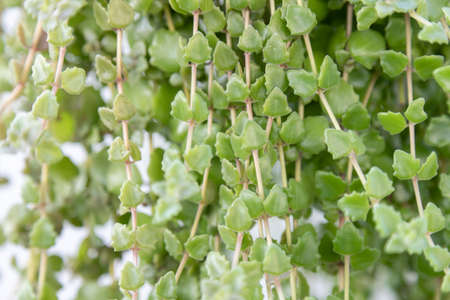 Green Ivy plants background. Fresh Creeper vines on the white wall.の写真素材