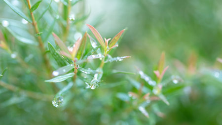 Nature of green leaves and pinkish with waterdrop after raining.
Natural green leaf in the garden.の写真素材