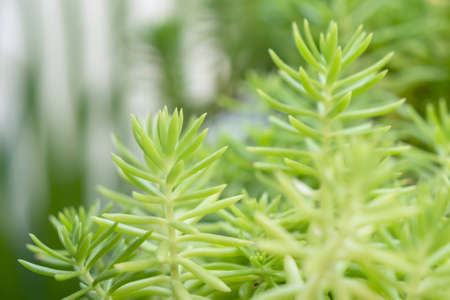 Sedum reflexum Angelina or sedum rupestre Angelina. Nature of green with needle-like succulent plants.の写真素材