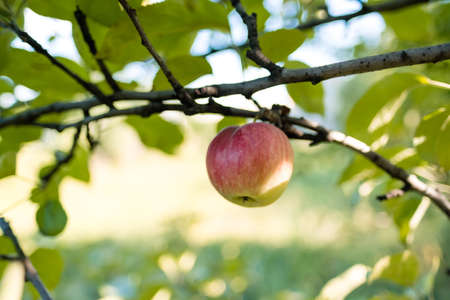 apple fruit on a tree branch in the garden, close-up. High quality photoの写真素材