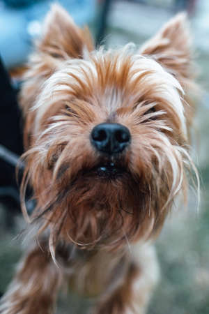 The portrait of Australian Silky Terrier, walking on green grass outdoors.の写真素材