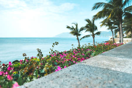 Blooming pink flowers by the sea, seascape. Holiday in the tropics. High quality photoの写真素材