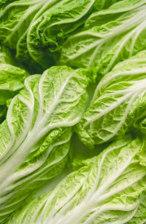 Chinese cabbage, background texture of green leaves, flat lay. High quality photoの写真素材