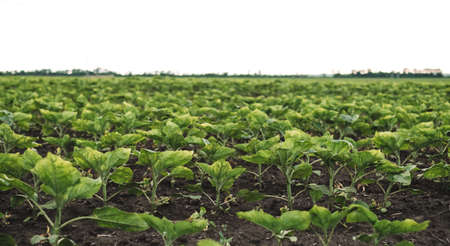 Field plantation with a growing young sunflower, agricultural industry. High quality photoの写真素材
